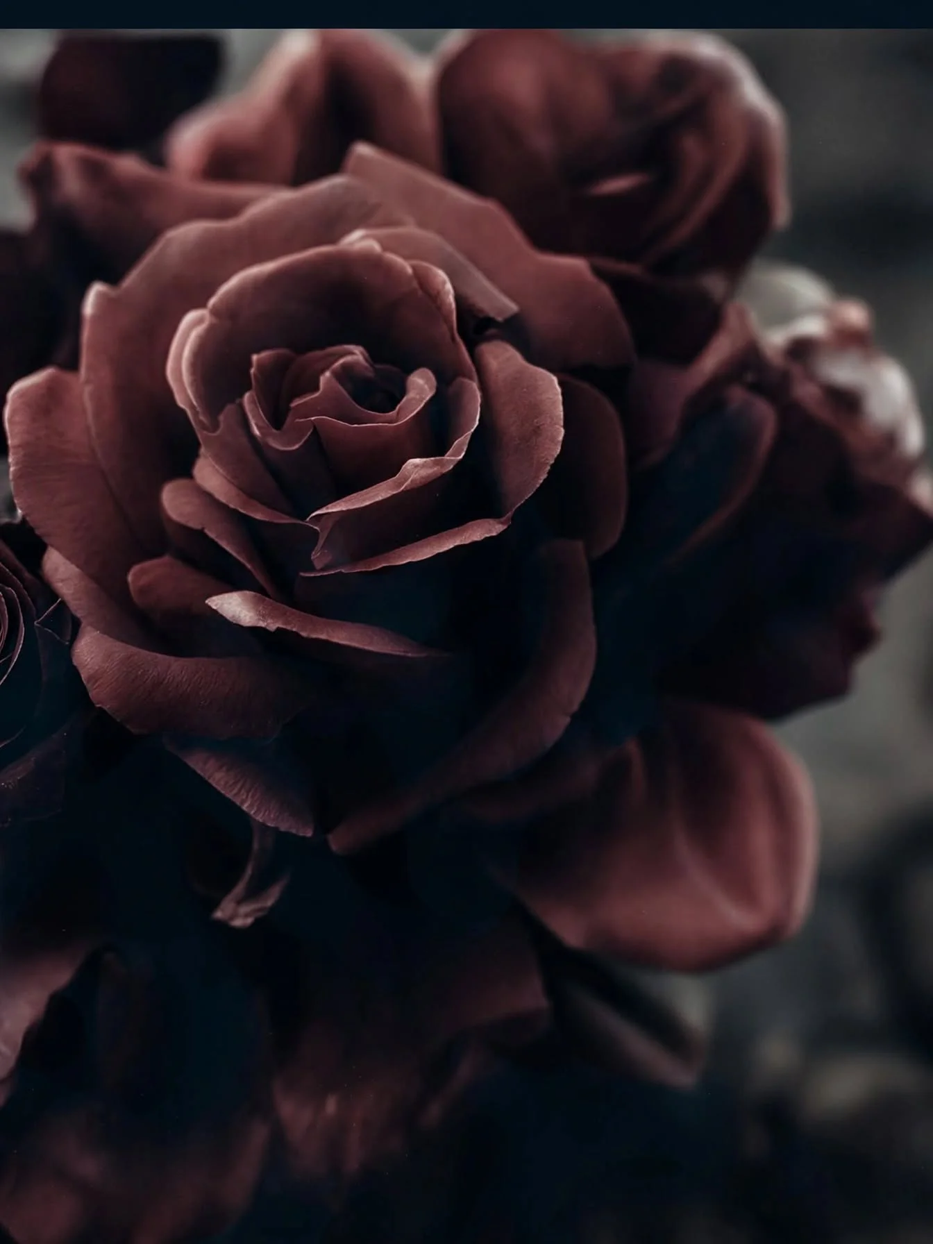Romantic mood deep red rose petals